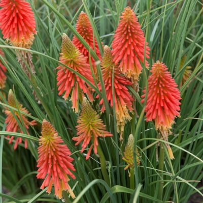 Kniphofia cultorum Papaya Popsicle, Rabattfackellilja, P9cm