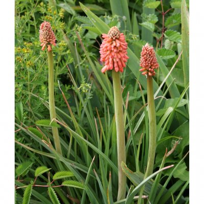 Kniphofia praecox, Fackellilja, SQ1