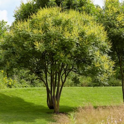 Koelreuteria paniculata, Kinesträd, 60-80 C5