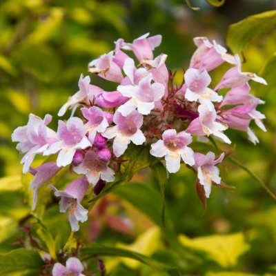 Kolkwitzia amabilis Maradco, Paradisbuske, 40-45 C3