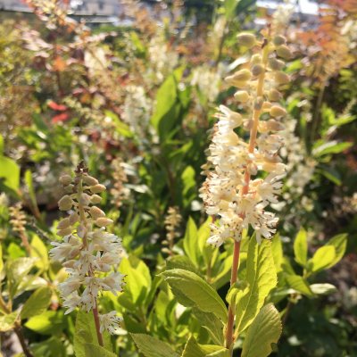 Clethra alnifolia Sixteen Candles, Konvaljbuske