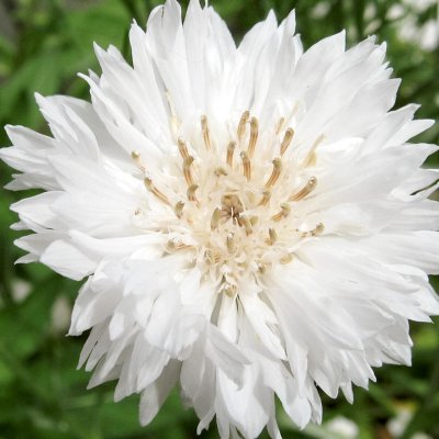 Blåklint White Ball