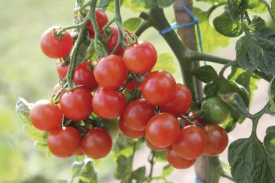 Körsbärstomat, Stickling, Pepe F1