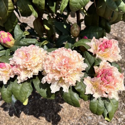 Rhododendron hybr. Kotnov ®