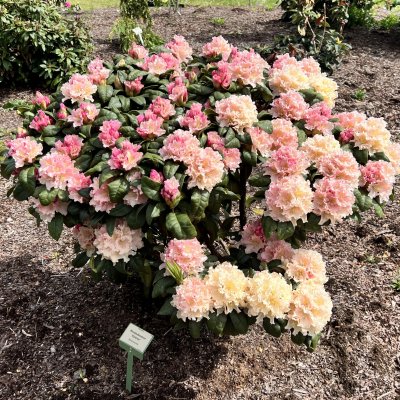Rhododendron hybr. Kotnov ®
