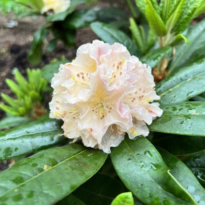 Rhododendron hybr. Kotnov ®