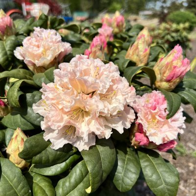 Rhododendron hybr. Kotnov ®