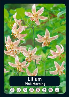 Krollilja Lilium martagon Pink Morning 1st