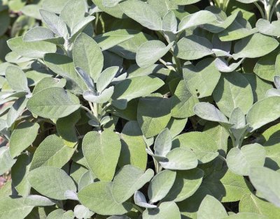 Kryddsalvia, Stickling, Salvia officinalis Berggarten