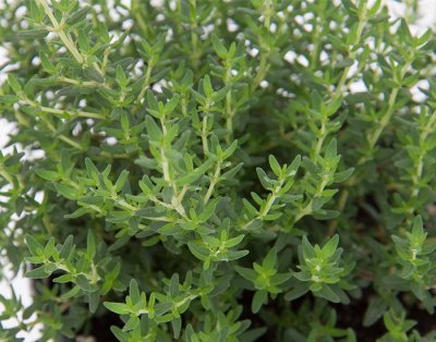 Kryddtimjan, Stickling, Thymus vulgaris Faustini