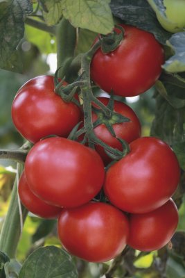 Kvisttomat, Stickling, Grappelina F1