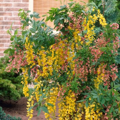 Laburnocytisus adamii, Rosenregn