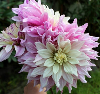 Dahlia Dekorativ Labyrinth Twotone 1st