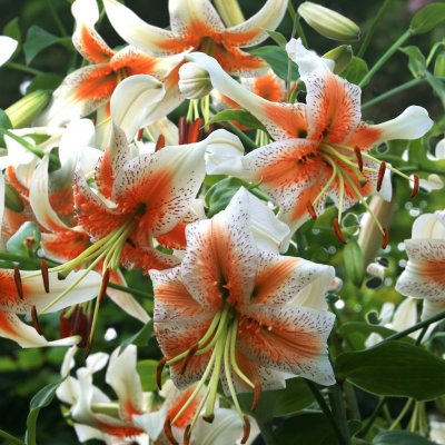 Lilium chalcedonicum Lady Alice, Turbanlilja, P11cm