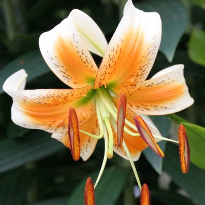 Lilium chalcedonicum Lady Alice, Turbanlilja, P11cm