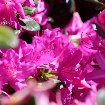 Rhododendron japonica Lady Dark ®, Japansk Azalea, 20-25 C2