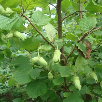 Corylus maxima Lambert Filbert
