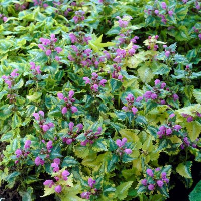 Lamium maculatum Anne Greenaway, Rosenplister, P9cm