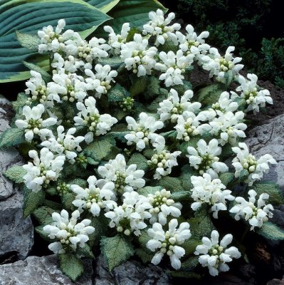 Lamium maculatum White Nancy, Rosenplister