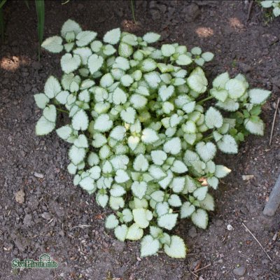 Lamium maculatum White Nancy, Rosenplister, P9cm