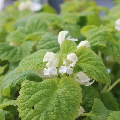 Lamium orvala Album, Kungsplister, P9cm