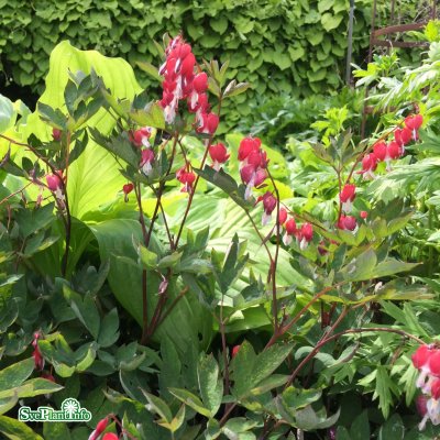 Lamprocapnos spectabilis Valentine ®, Löjtnantshjärta, C13cm