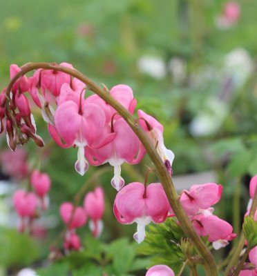 Lamprocapnos spectabilis, Löjtnantshjärta