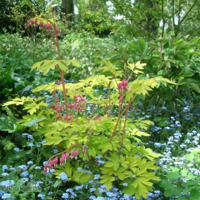 Lamprocapnos spectabilis Goldheart, Löjtnantshjärta, C13cm