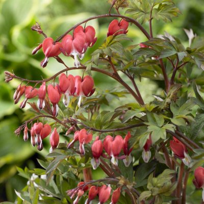 Lamprocapnos spectabilis Valentine ®, Löjtnantshjärta, C13cm