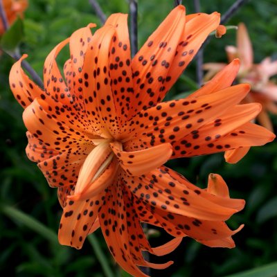 Tigerlilja Flore Pleno 3st