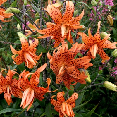 Lilium lancifolium Flore Pleno, Tigerlilja, P11cm