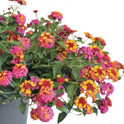 Lantana camara PassionFruit Rose and Yellow