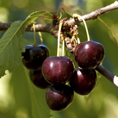 Sötkörsbär/Bigarrå, Lapins E, Låg Stam, stam GiSelA C10