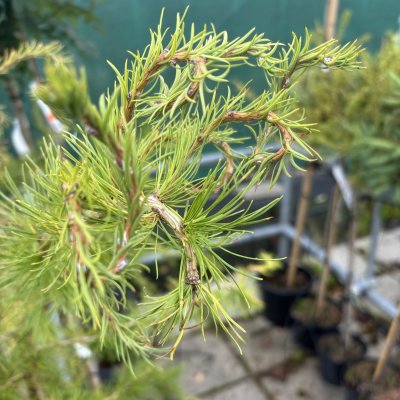 Larix decidua Horstmann