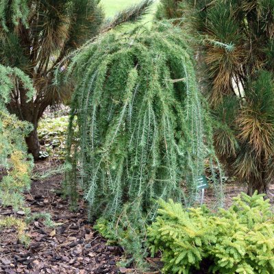 Larix kaempferi Stiff Weeper, Japansk Lärk, 120 stam C7,5