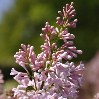 Syringa Lark Song