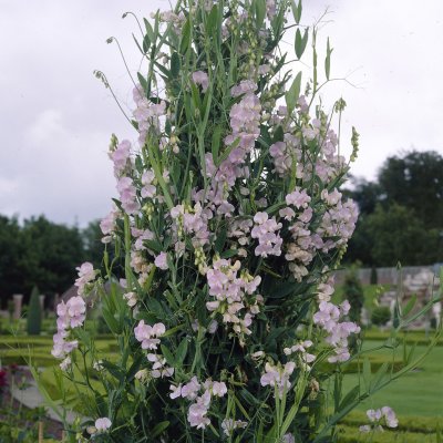 Lathyrus latifolius Pink Pearl, Luktärt, Rosenvial, P9cm