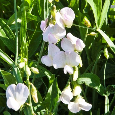 Lathyrus latifolius White Pearl, Luktärt, Rosenvial, P9cm