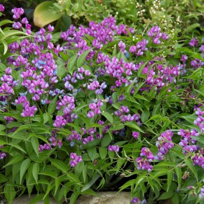 Lathyrus vernus, Vårärt, P9cm