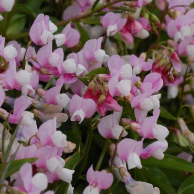Lathyrus vernus Roseus, Vårärt, P9cm