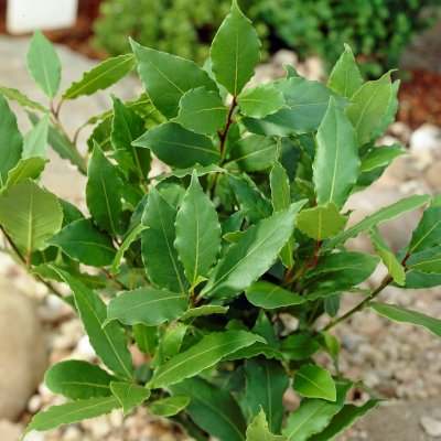 Laurus nobilis, Lagerblad, C13cm