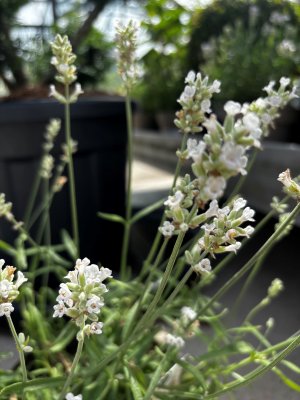 Lavandula angustifolia Essence White3