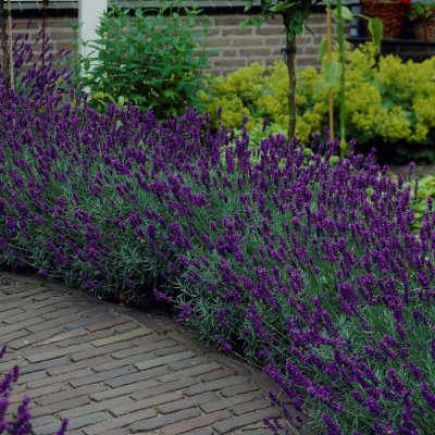 Lavandula angustifolia Hidcote Blue, Lavendel