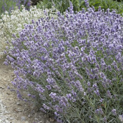 Lavandula angustifolia Melissa Lilac