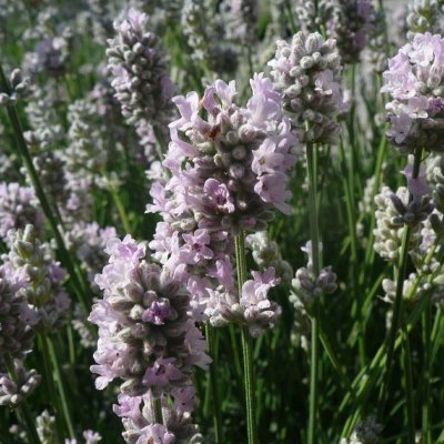 Lavandula angustifolia Pink Perfume, Lavendel, C11cm