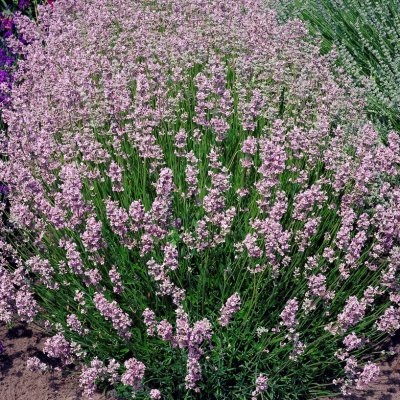 Lavandula angustifolia Rosea, Lavendel