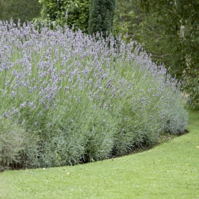 Lavandula x intermedia Grosso, Lavandin