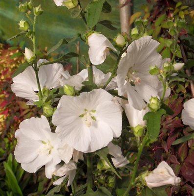 Lavatera Marsmallow Ice White, Sommarmalva