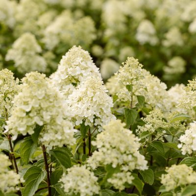 Hydrangea paniculata Living Little Passion ®