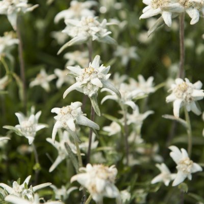 Leontopodium alpinum, Edelweiss, P9cm